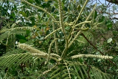 Flowering-buds-of-Cutch-Tree