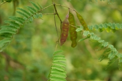 Immature-fruits-of-Cutch-Tree