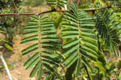 Leaves-of-Cutch-Tree