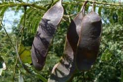 Mature-fruits-of-Cutch-Tree