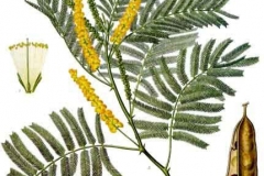Plant-Illustration-of--Cutch-Tree