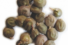 Seeds-of-Cutch-Tree