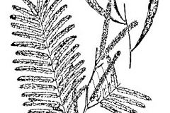 Sketch-of-Cutch-Tree