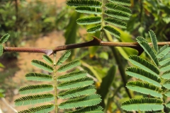 Thorns-of-Cutch-Tree