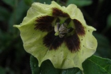 Flower-of-Cutleaf-Ground-Cherry