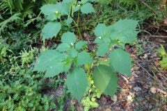 Cutleaf-Ground-Cherry-plant