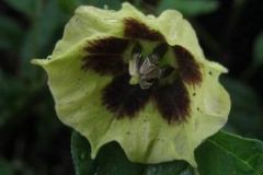 Flower-of-Cutleaf-Ground-Cherry