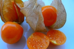 Half-cut-Cutleaf-Ground-Cherry