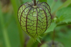 Immature-fruit-of-Cutleaf-Ground-Cherry