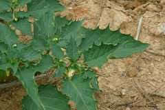 Leaves-of-Cutleaf-Ground-Cherry