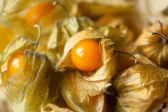 Mature-Cutleaf-Ground-Cherry