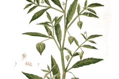 Plant-Illustration-of-Cutleaf-Ground-Cherry