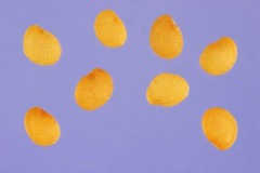 Seeds-of-Cutleaf-Ground-Cherry