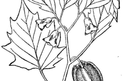 Sketch-of-Cutleaf-Ground-Cherry
