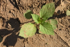 Small-Cutleaf-Ground-Cherry-plant