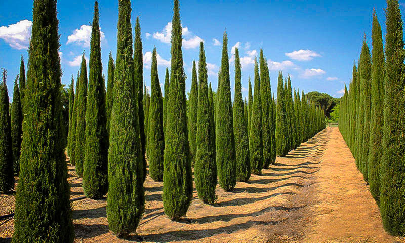 Cypress-Plant