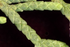 Closer-view-of-leaves-of-Cypress