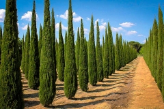 Cypress-Plant