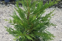 Cypress-plant-grown-on-the-pot
