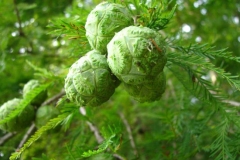 Immature-cones-of-Cypress