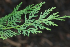 Leaves-of-Cypress