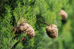 Mature-cone-of-Cypress