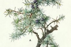Plant-Illustration-of-Cypress