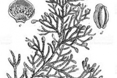Sketch-of-Cypress