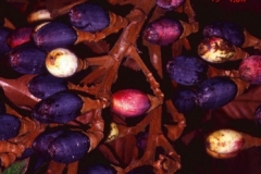 Dabai-fruit