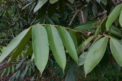 Dabai-leaves