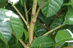 Dabai-stem