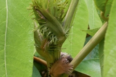 Dabai-stipules