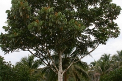 Dabai-tree