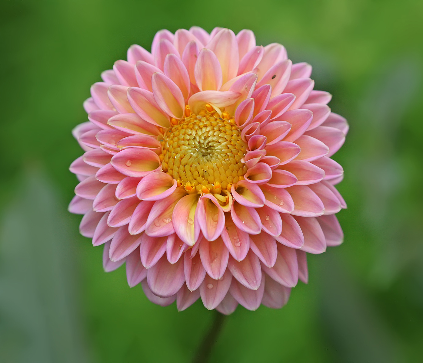 Close-view-of-Dahlia-flower