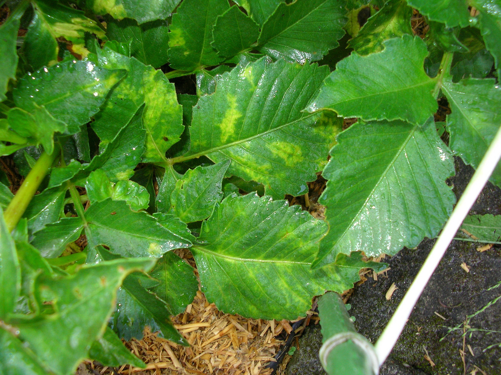 Dahlia-leaves