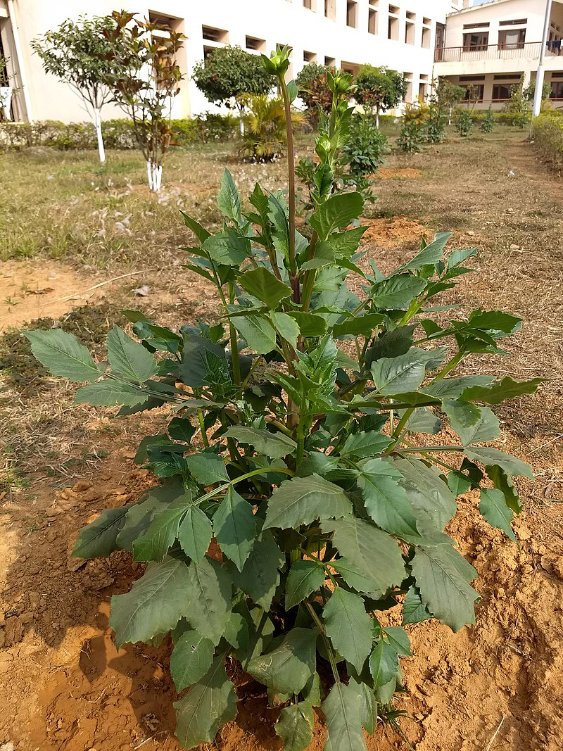 Dahlia-plant