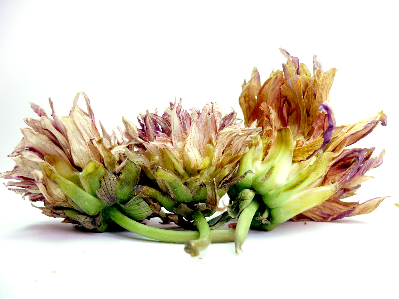 Dried-Dahlia-flower