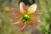 Calyx-of-Dahlia