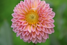 Close-view-of-Dahlia-flower