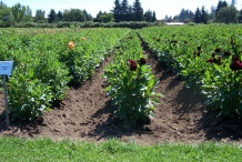 Dahlia-farm