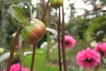 Dahlia-flower-bud