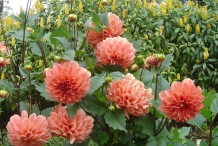 Dahlia-flowers
