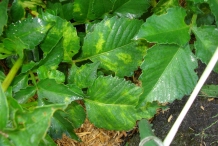Dahlia-leaves