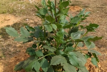 Dahlia-plant