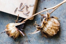 Dahlia-seed-pods