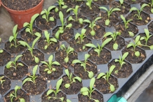 Dahlia-seedlings