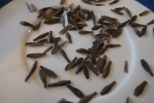 Dahlia-seeds