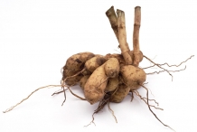 Dahlia-tubers