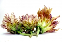 Dried-Dahlia-flower