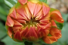Opening-Dahlia-flower